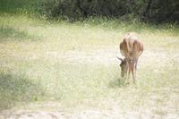 Damhirschkuh, Coto de Doñana