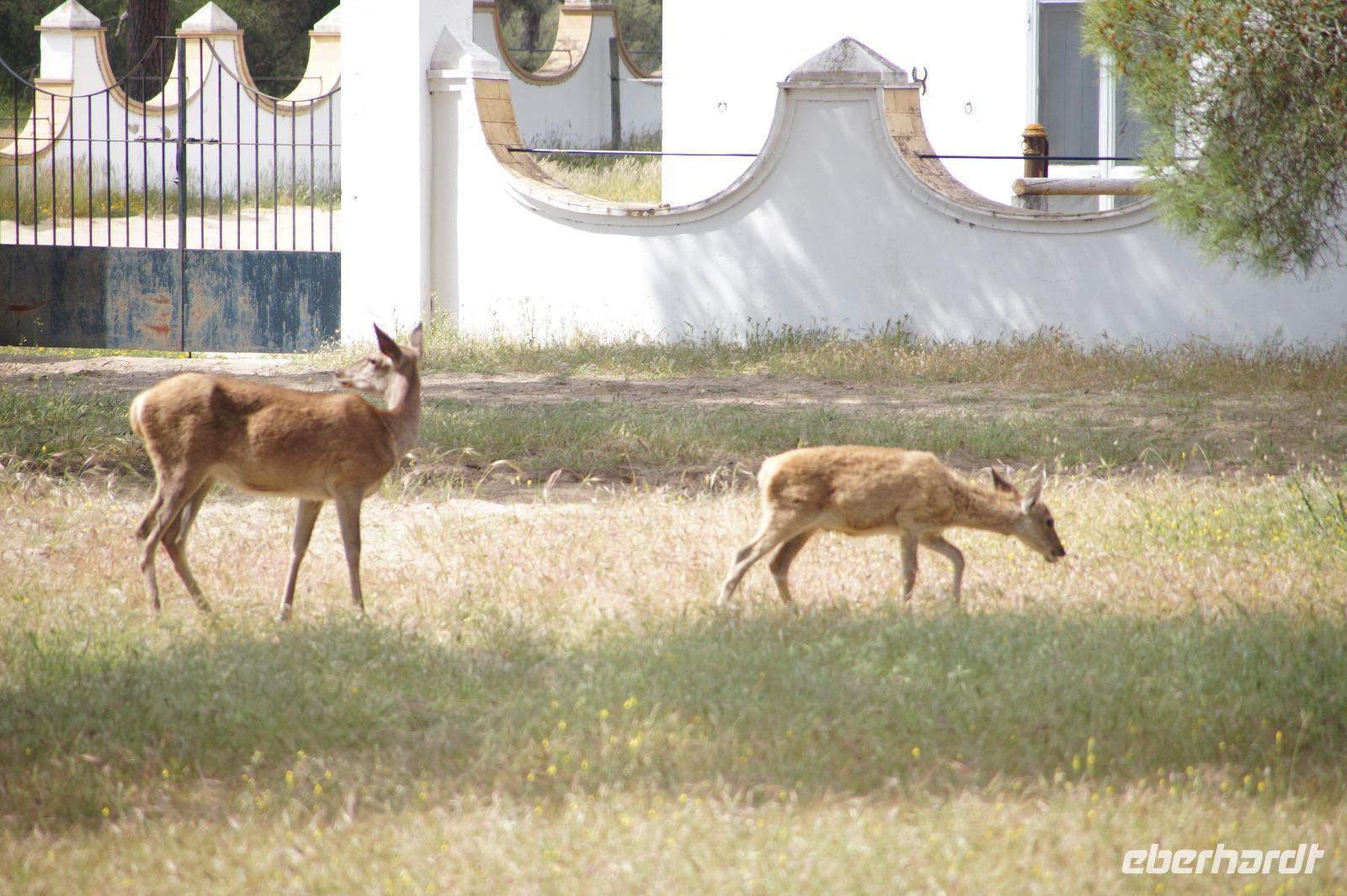 Rotwild, Kuh und Kalb, Coto de Doñana