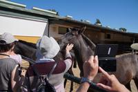 Die Fohlen mögen Zuwendung