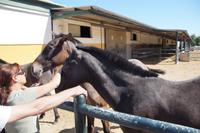Die Fohlen mögen Zuwendung