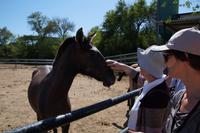 Die Fohlen mögen Zuwendung