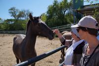 Die Fohlen mögen Zuwendung
