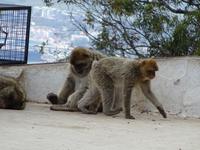 Gibraltar (20)