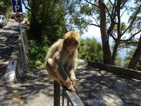 Gibraltar (22)
