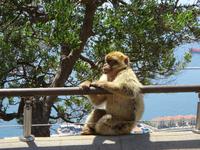 Gibraltar (27)