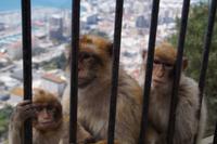 Affenfamilie Gibraltar