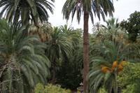 Palmengarten des Carmen de los Martires