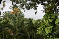 Palmen und Kastanien im Carmen de los Martires. Effektiv stammt die Kastanie - el castaño - aus Spanien