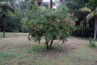 Granatapfelbaum in Granada
