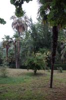 Granatapfelbaum in Granada