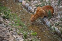La lengua del gatillo - die Zunge der Katze