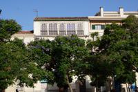 Jacaranda auf der Plaza de la Merced