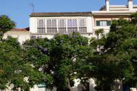 Jacaranda auf der Plaza de la Merced