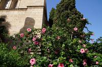 Hibiskusblüte an der Kathedrale von Málaga