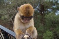 Äffchen mit Erdnuss