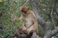 Der Acebuche (wilde Olive) ist scharf ;)