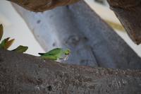 Papagei auf dem Ficus in Cádiz