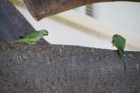 Papageien auf dem Ficus in Cádiz