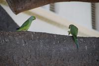 Papageien auf dem Ficus in Cádiz