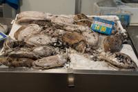 Tintenfische (die schwimmen nicht als Ringe im Meer herum)