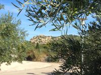 Burg des Adhemar, Olivenbaum im Vordergrund