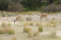 126-Parque_Nacional_Coto_de_Donana