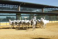 133-Yeguada_de_la Cartuja
