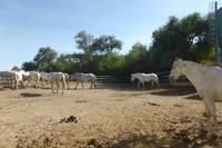 134-Yeguada_de_la Cartuja