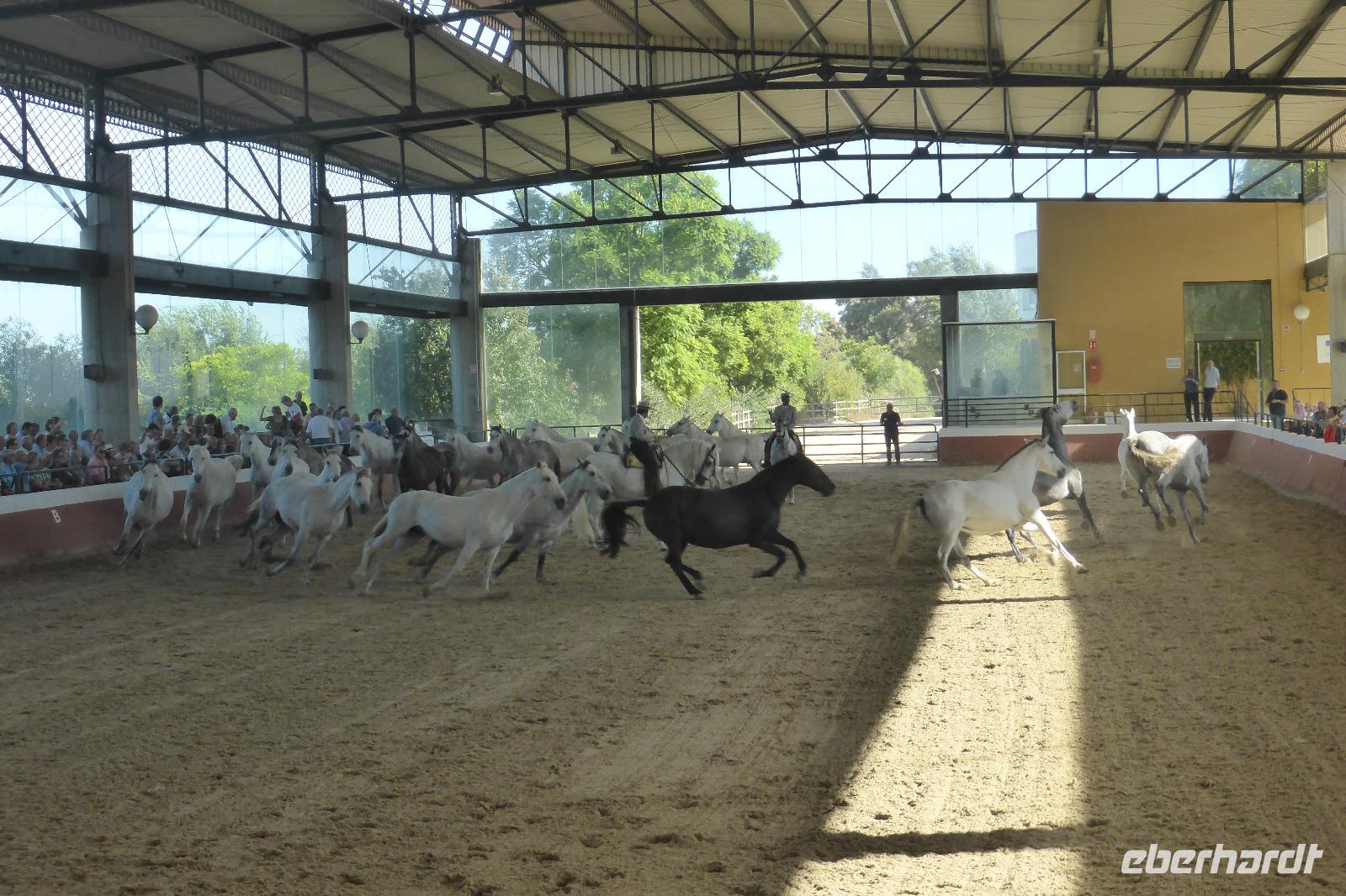 135-Yeguada_de_la Cartuja