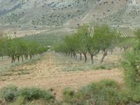 Fahrt durch die Obstplantagen von Kastilien-La Mancha