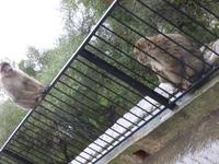 Gibraltar Berberaffen