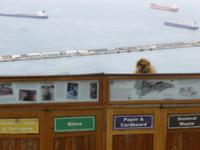 Gibraltar_Berberaffe am Müll