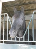 Jerez_Real Tesoro_Reitstall