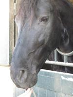 Jerez_Real Tesoro_Reitstall