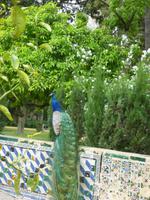 Sevilla_Alcazar_Gärten