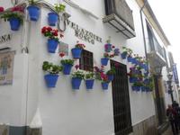 Cordoba Blumengasse mit Alpenveilchen