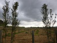 Cordoniu Weinanbaugebiet