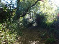 Castano del Robledo (6)