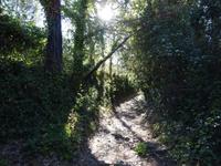 Castano del Robledo (7)