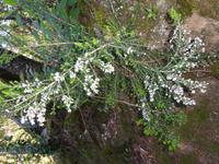 Castano del Robledo (9)