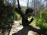 Castano del Robledo (10)