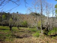 Castano del Robledo (11)