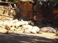 Castano del Robledo (16)