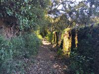 Castano del Robledo (23)