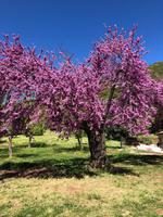 Virgen de los Angeles (6)