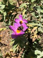 Virgen de los Angeles (8)