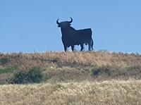 Stier am Autobahn in Spanien