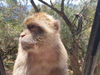 Tagesausflug nach Gibraltar (16)