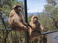 Tagesausflug nach Gibraltar (23)