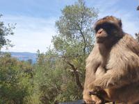 Tagesausflug nach Gibraltar (25)